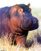 River Hippo (Hippopotamus amphibius)