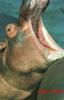 River Hippo (Hippopotamus amphibius)