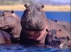 River Hippos (Hippopotamus amphibius)