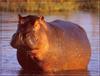 River Hippo (Hippopotamus amphibius)