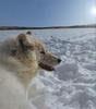 Arctic Wolf (Canis lupus arctos)