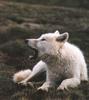 Arctic Wolf (Canis lupus arctos)