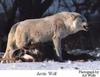 Arctic Wolf (Canis lupus arctos)  and victim