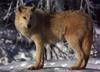 Arctic Wolf (Canis lupus arctos)  in snow