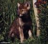 Arctic Wolf (Canis lupus arctos)  - pup