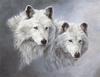 [Animal Art] Arctic Wolves (Canis lupus arctos)  - Snow Spirits