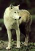 Arctic Wolf (Canis lupus arctos)