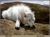 [Animal Art] Arctic Wolf (Canis lupus arctos)  - by Alan Barnard