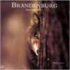 Jim Brandenburg: Brother Wolf 1998 calendar - Gray Wolf