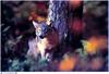 Jim Brandenburg: Brother Wolf 1998 calendar - Gray Wolf