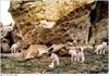 Jim Brandenburg: Brother Wolf 1998 calendar - Arctic Wolf pups