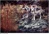 Jim Brandenburg: Brother Wolf 1998 calendar - Gray Wolves