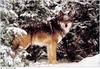 Jim Brandenburg: Brother Wolf 1998 calendar - Gray Wolf