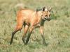 Maned wolf (Chrysocyon brachyurus)