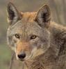 Red Wolf (Canis rufus) - face