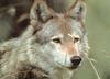 Red Wolf (Canis rufus)