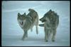 Gray Wolf (Canis lufus) : wolves on snow