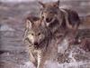 Gray Wolves (Canis lufus)