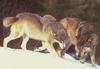 Gray Wolves (Canis lufus)