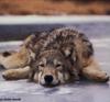 Gray Wolf (Canis lufus)  : A clumsy gray wolf who has fallen on the ice