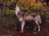 Gray Wolf (Canis lufus)  howls