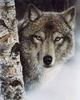 [Animal Art] Gray Wolf (Canis lufus)