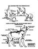 Gray Wolf (Canis lufus) - diagram