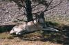 Gray Wolf (Canis lufus)  - Southern Montana