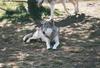 Gray Wolf (Canis lufus)