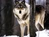 Gray Wolf (Canis lufus)