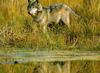 Gray Wolf (Canis lufus)