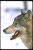 Gray Wolf (Canis lufus)  : face