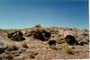 Gray Wolf (Canis lufus)  in the Petrified Forest