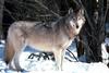 Gray Wolf (Canis lufus)  on snow