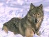 Gray Wolf (Canis lufus)  on snow