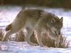 Gray Wolf (Canis lufus)  on snow