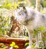 Gray Wolf (Canis lufus)
