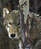 Gray Wolf (Canis lufus)