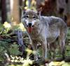 Gray Wolf (Canis lufus)