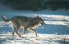 Gray Wolf (Canis lufus)