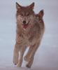 Gray Wolf (Canis lufus)