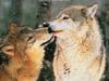Gray Wolves (Canis lufus)