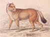 Falkland Islands Wolf - Extinct