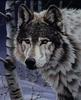 [Animal Art] Gray Wolf (Canis lufus)  face