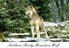 Gray Wolf (Canis lufus)