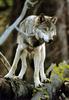 Gray Wolf (Canis lufus)