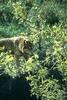 Gray Wolf (Canis lufus)