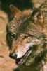 Gray Wolf (Canis lufus)  : face