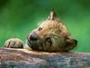 Gray Wolf (Canis lufus)  pup