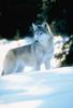 Gray Wolf (Canis lufus)